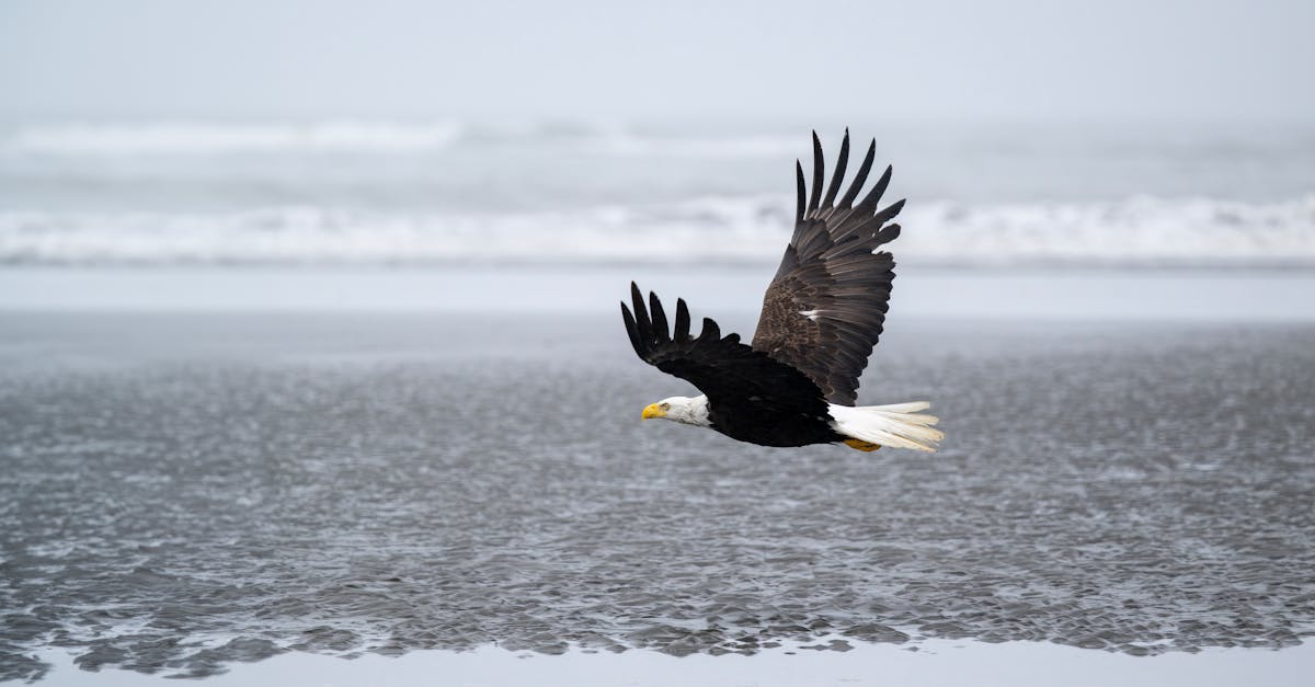 american eagle near me