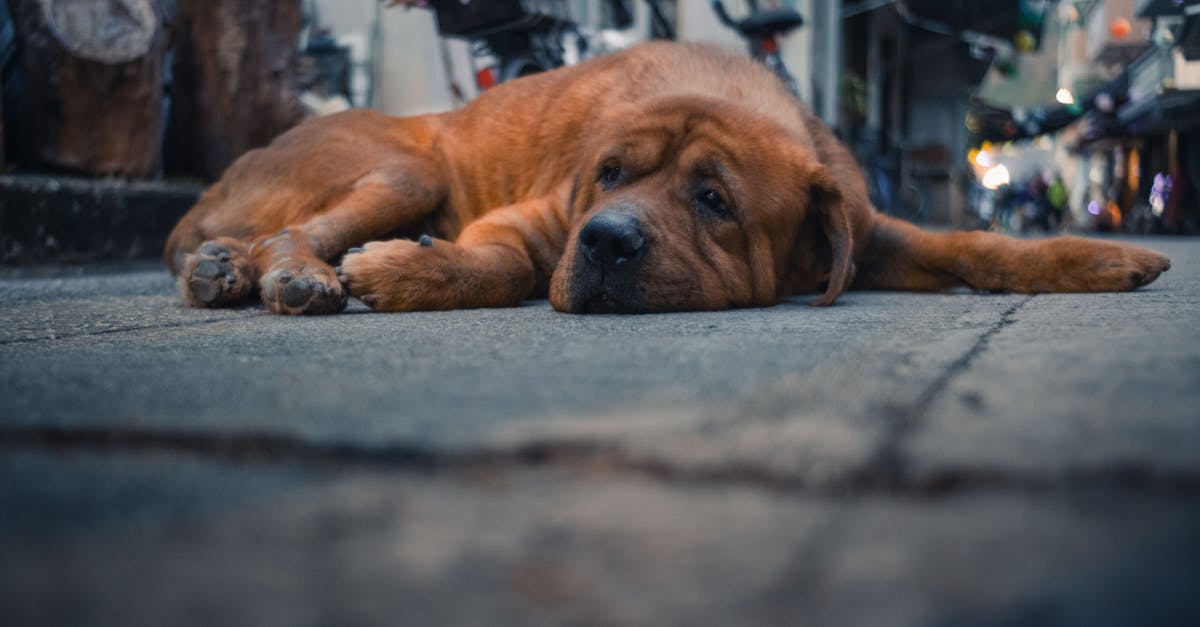 best dog beds for large dogs