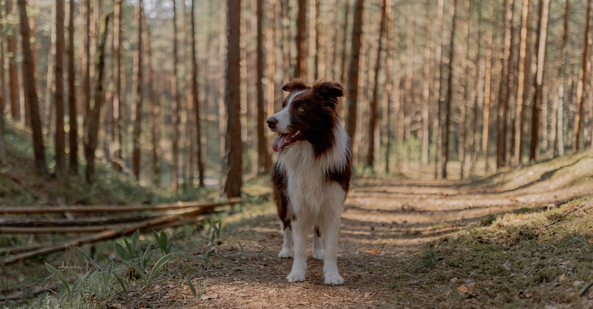 best dog-friendly hiking trails