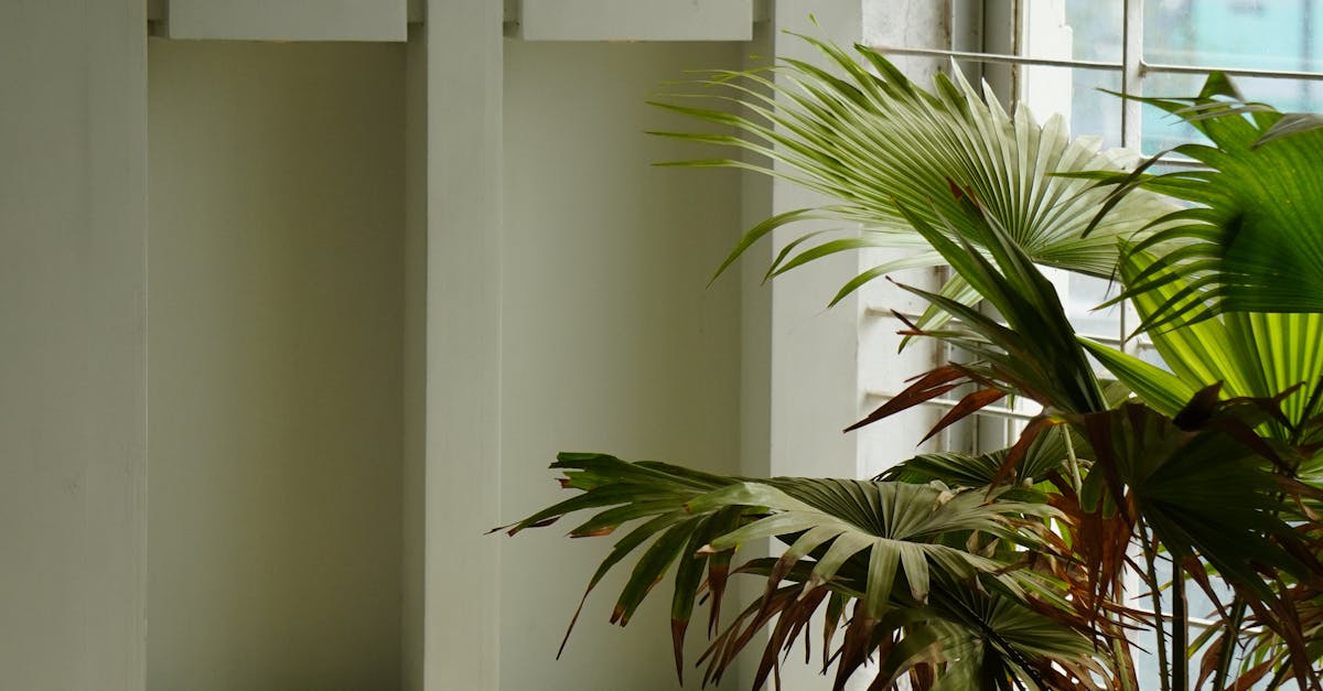 Best indoor plants for apartments with no natural light