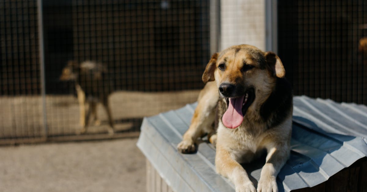 best outdoor dog kennels for large dogs