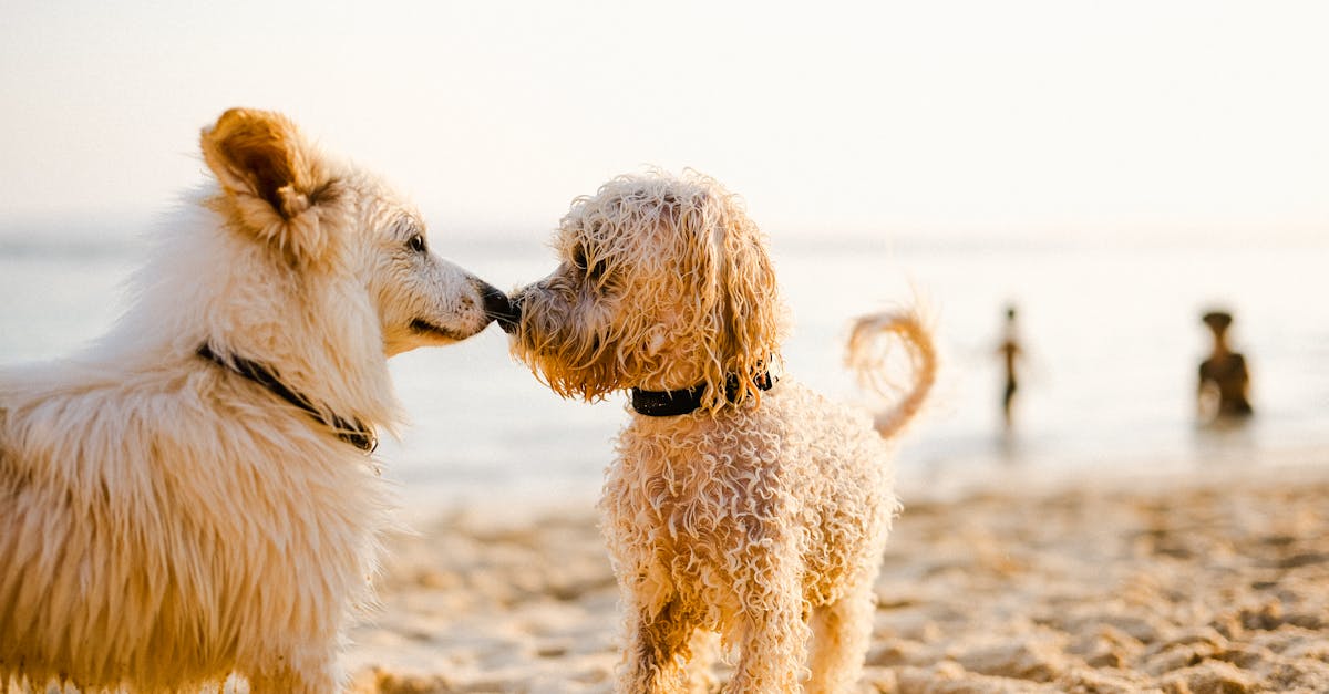 best pet-friendly vacations