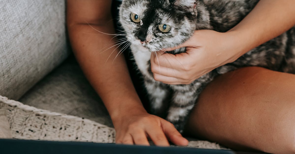 best ways to bond with your cat