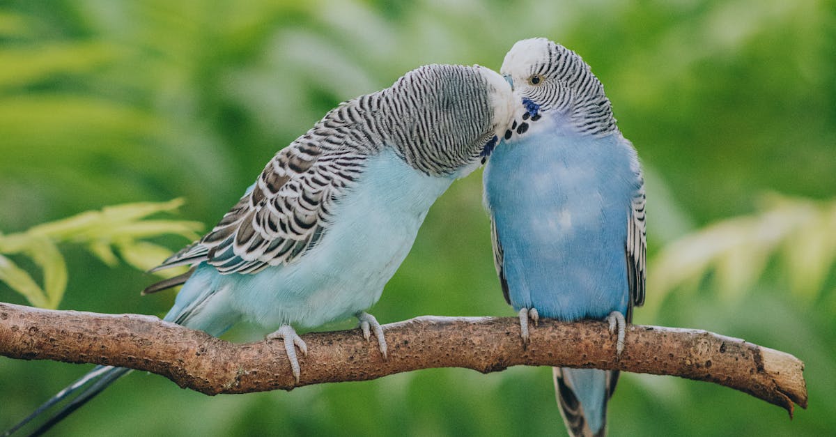 Budgies For Sale Near Me