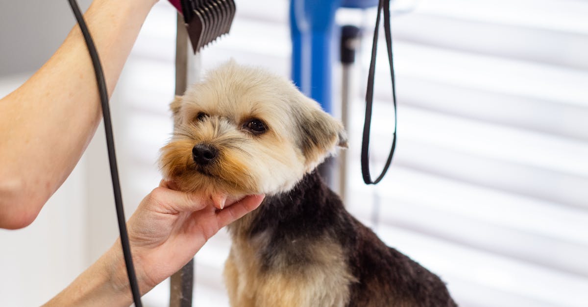 dog grooming tips for beginners