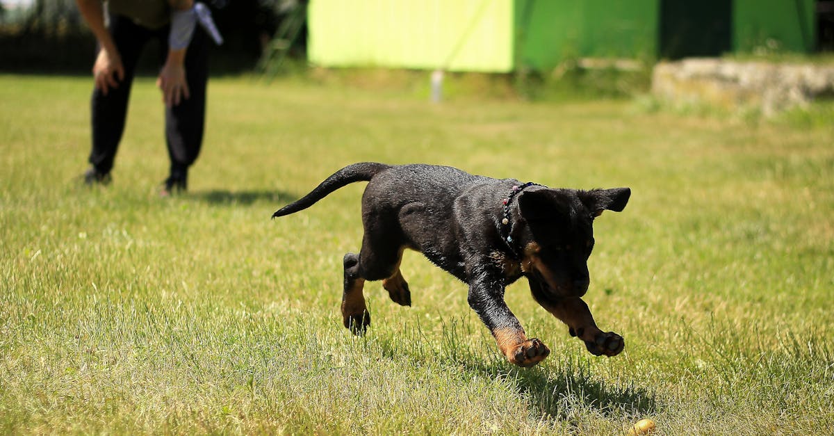 Dog training near me