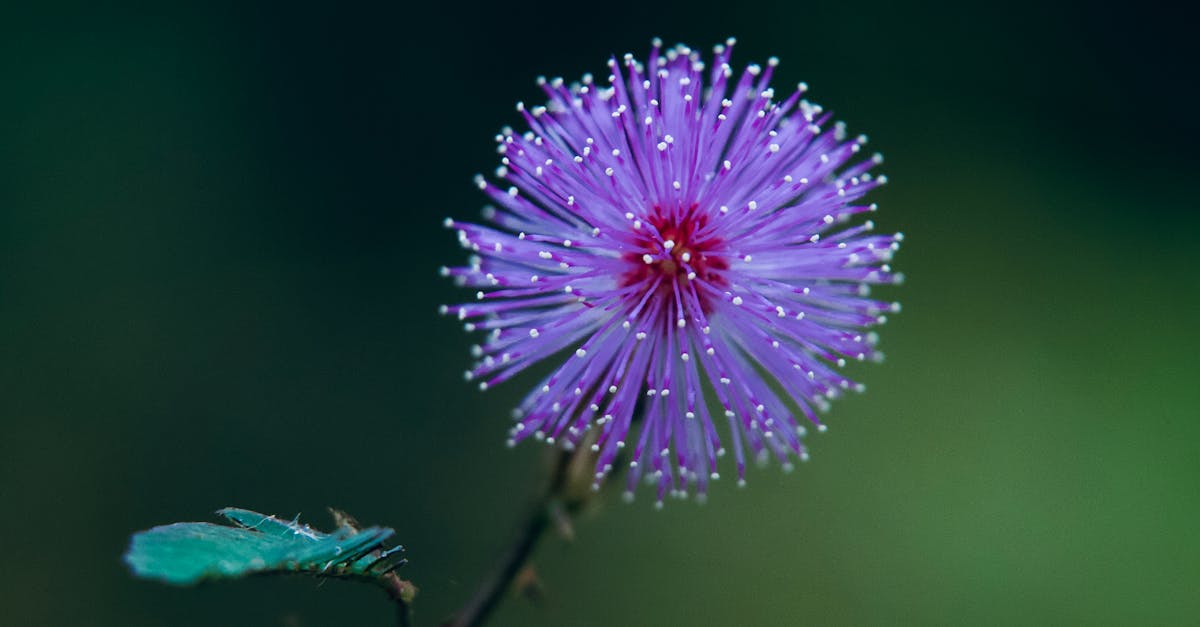 flower gardens near me