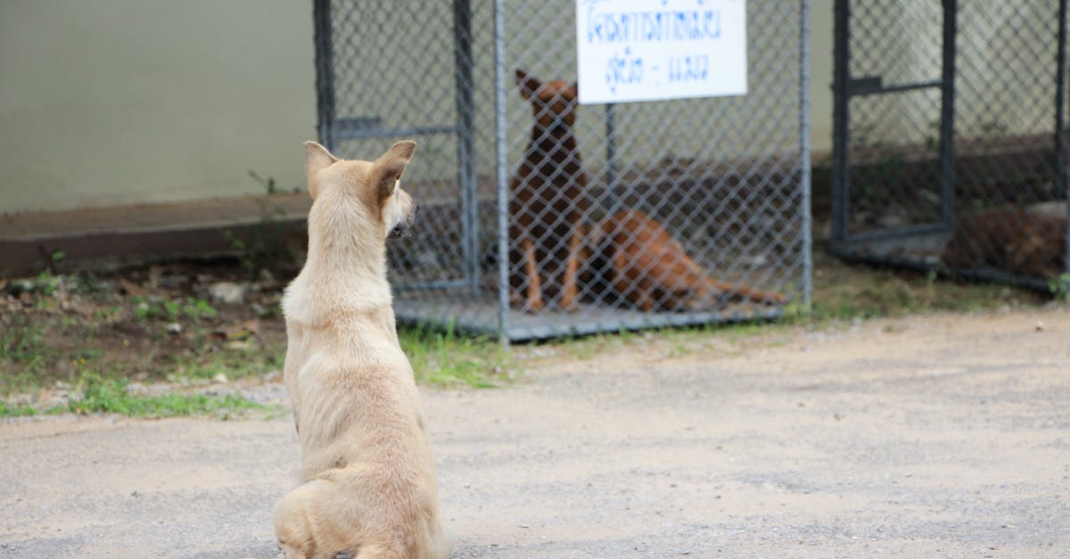 How long does it take to spay a dog