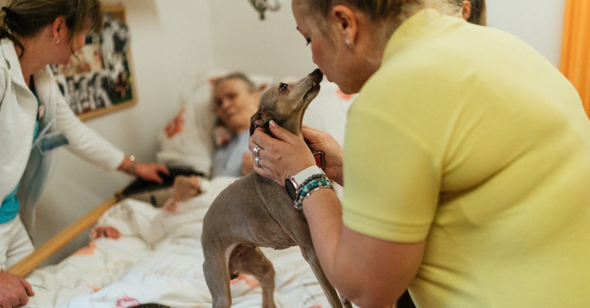 how to care for an elderly dog