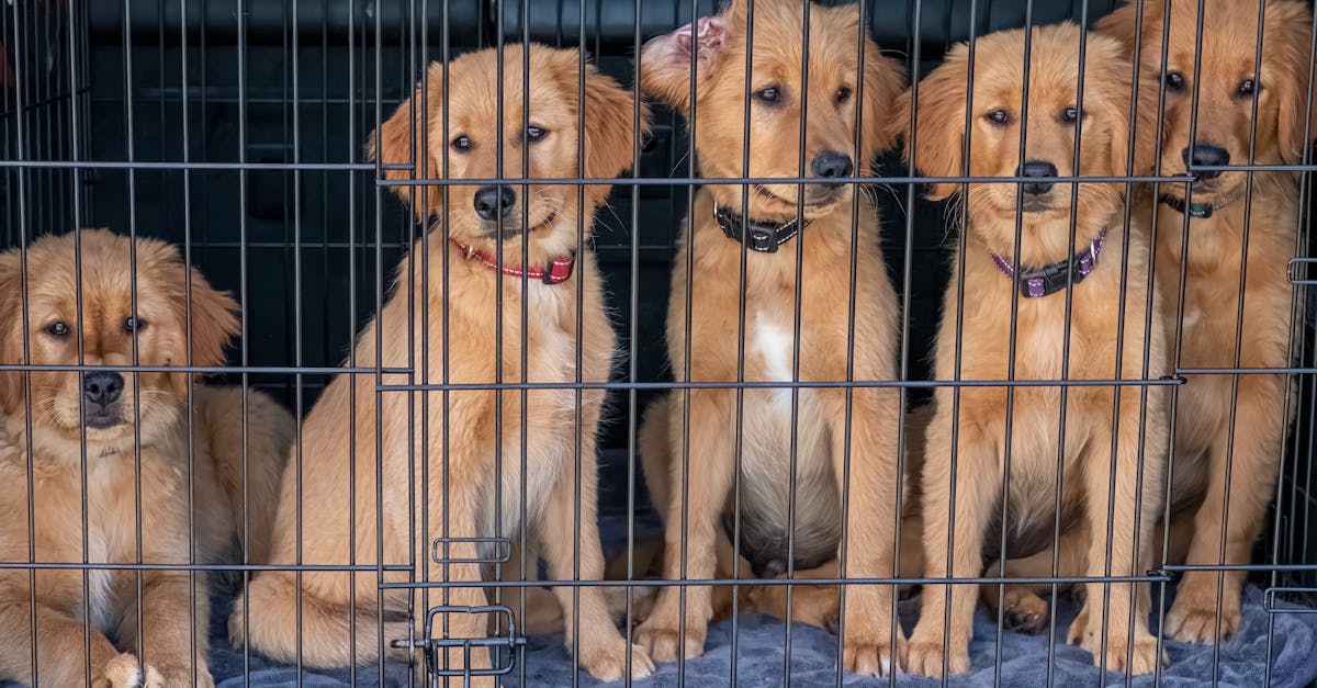 how to crate train a puppy