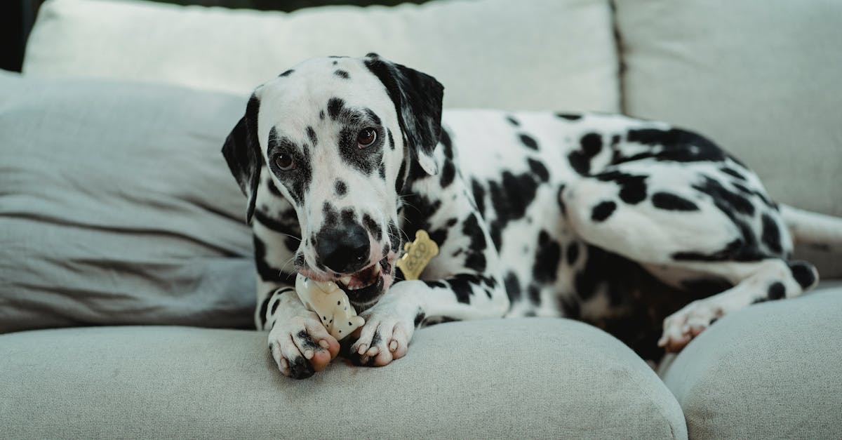 how to get a dog to stop chewing on furniture