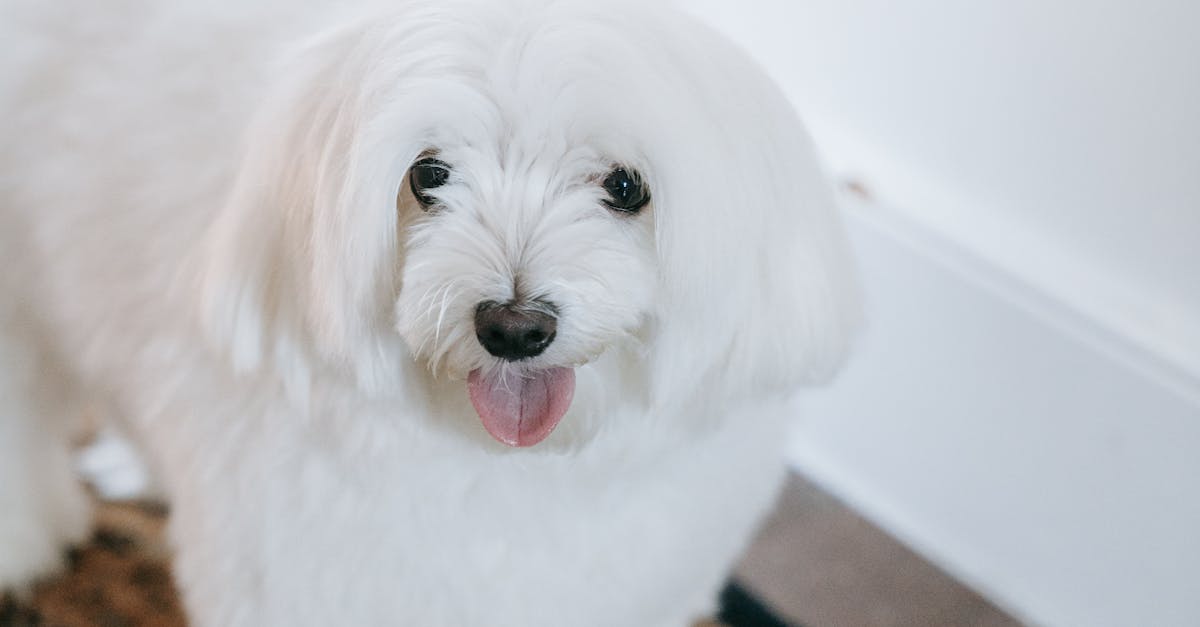 How to get dog smell out of carpet