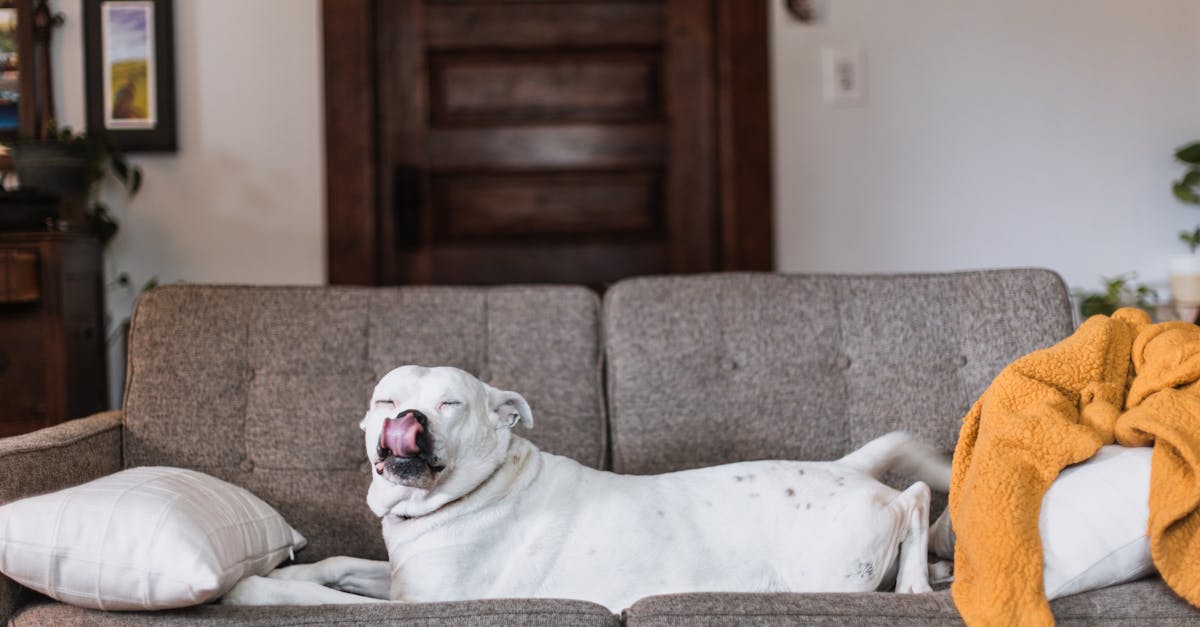 How to get dog smell out of furniture