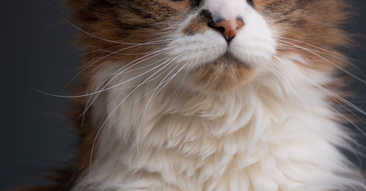 how to groom a long-haired cat