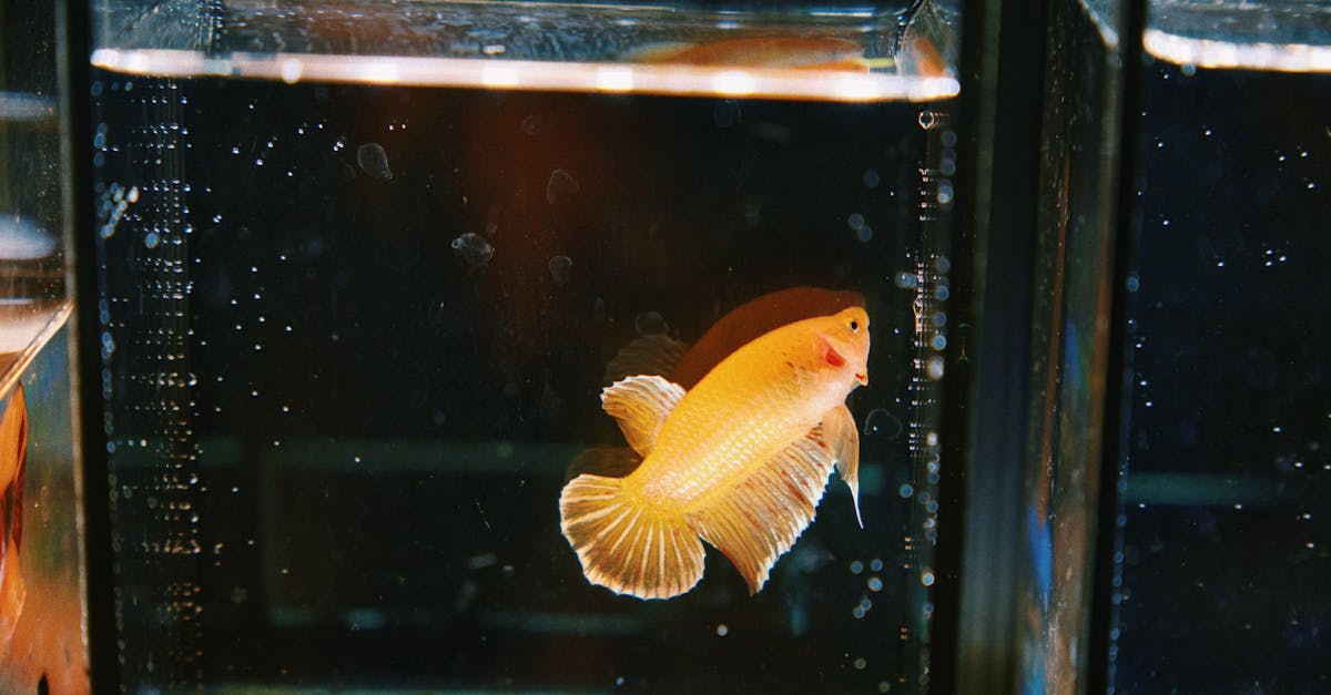 how to keep a pet fish healthy