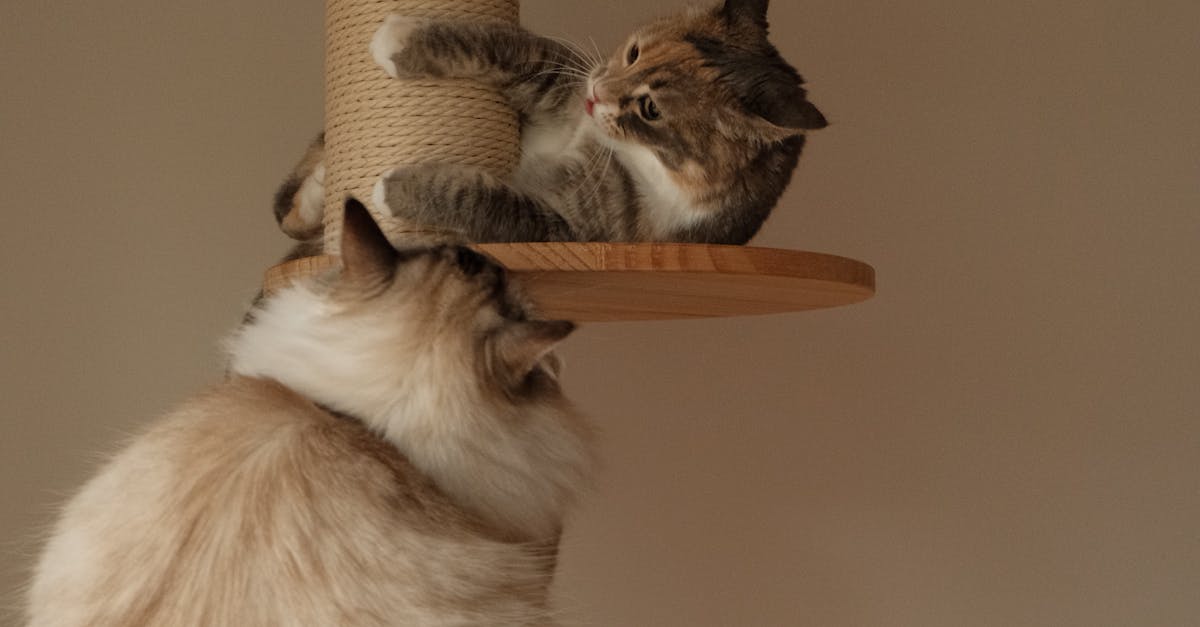 how to make a homemade cat scratching post