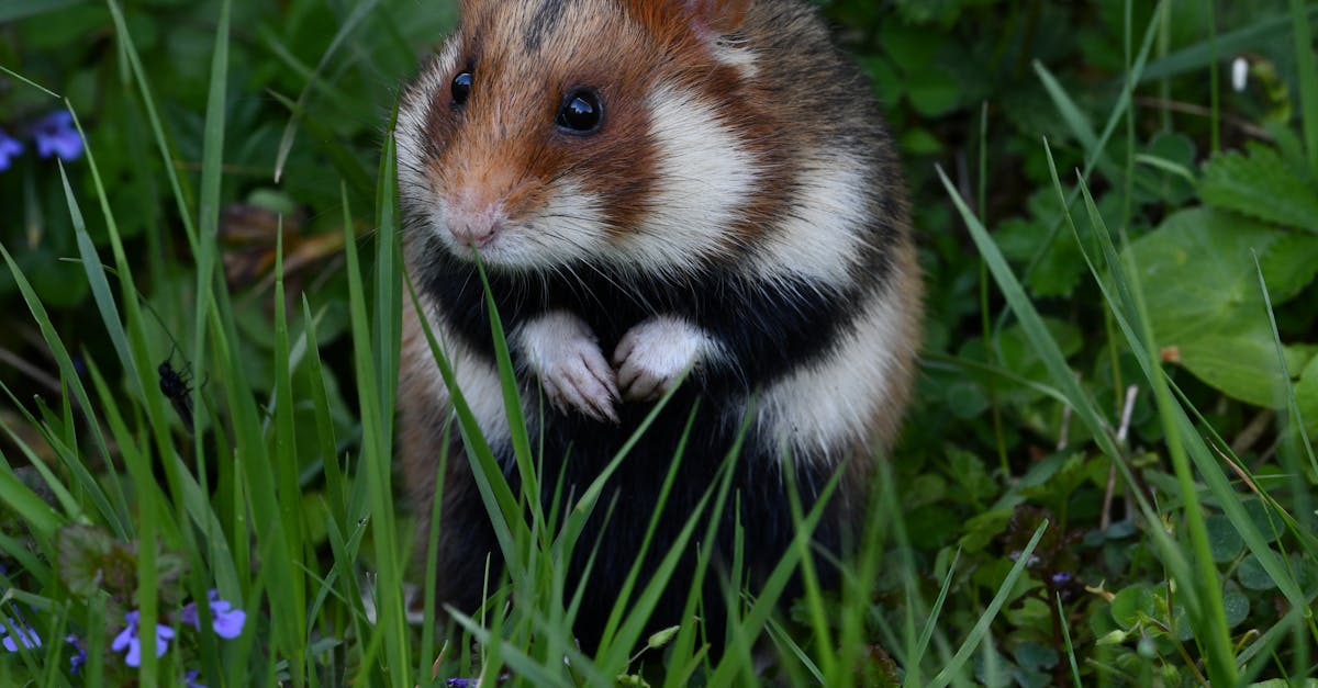 how to set up a hamster habitat