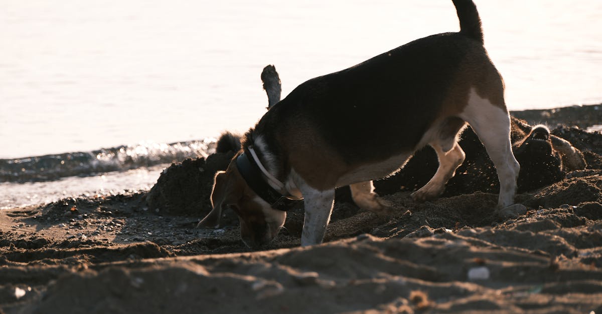 how to stop a dog from digging