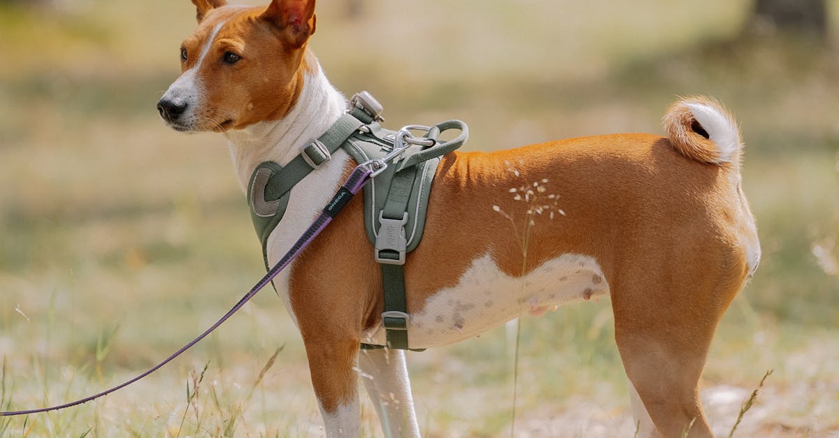 how to train a dog to walk on a leash