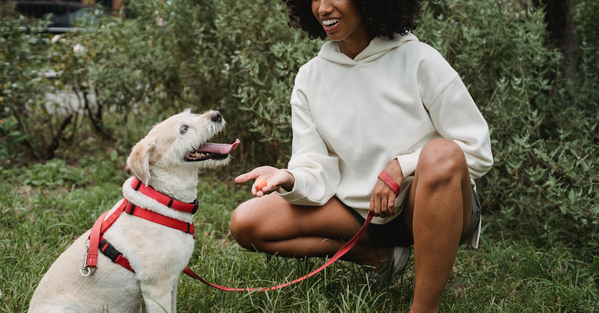 how to train a puppy to sit