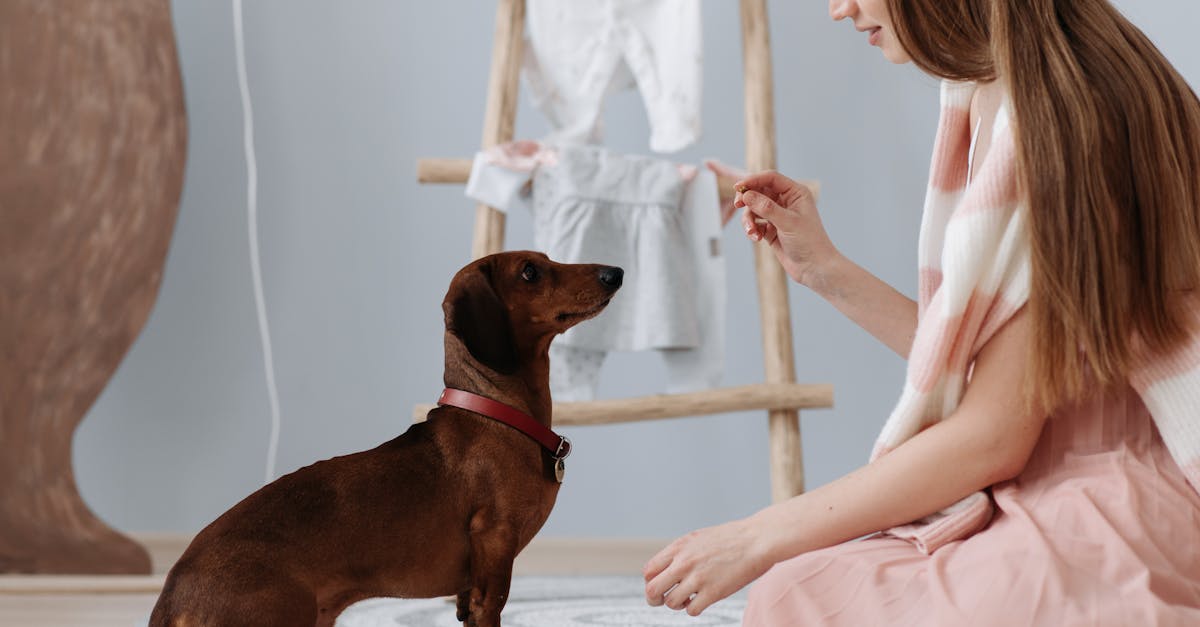 organic dog treats for training