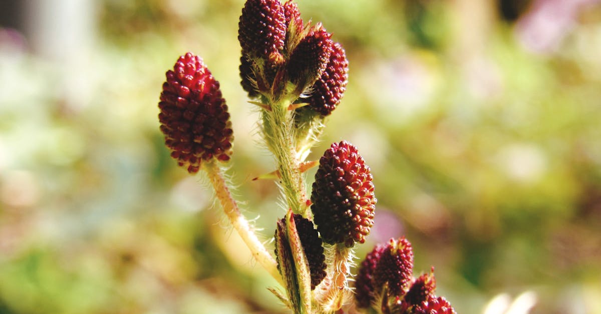 plant garden near me