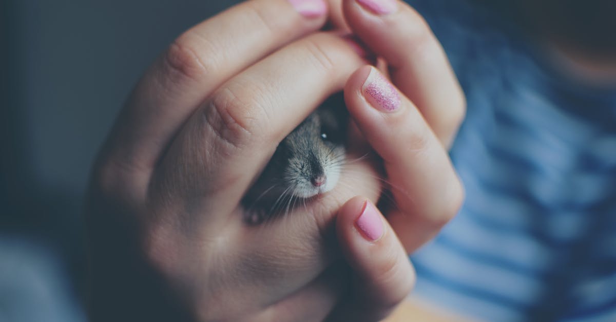 tips for taking care of a pet hamster