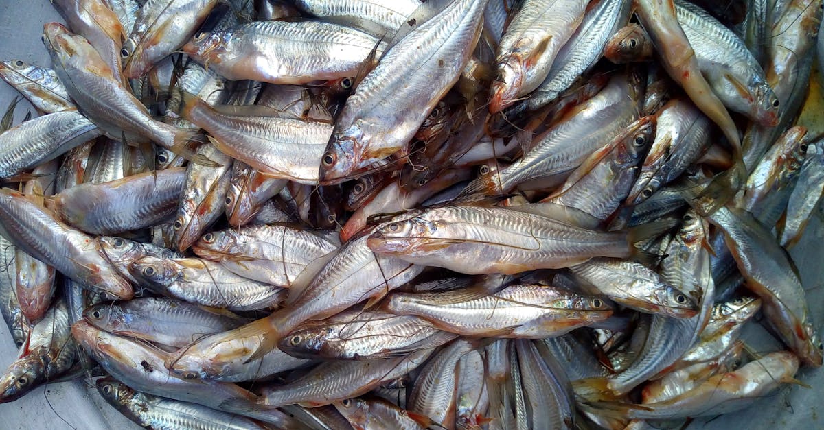 traditional American fried catfish recipe