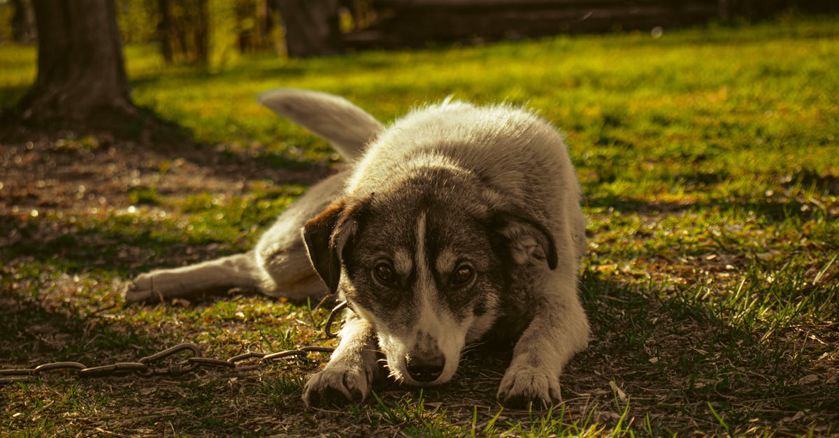 When to put a dog down with a torn ACL