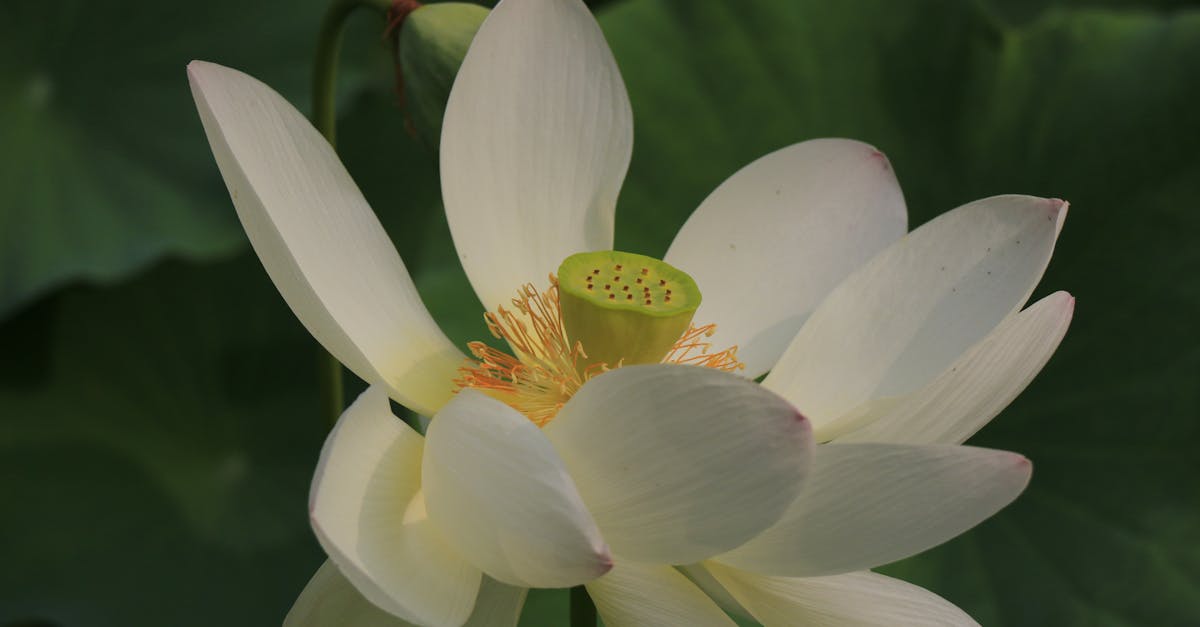 Where Can I Buy A Lotus Flower Plant