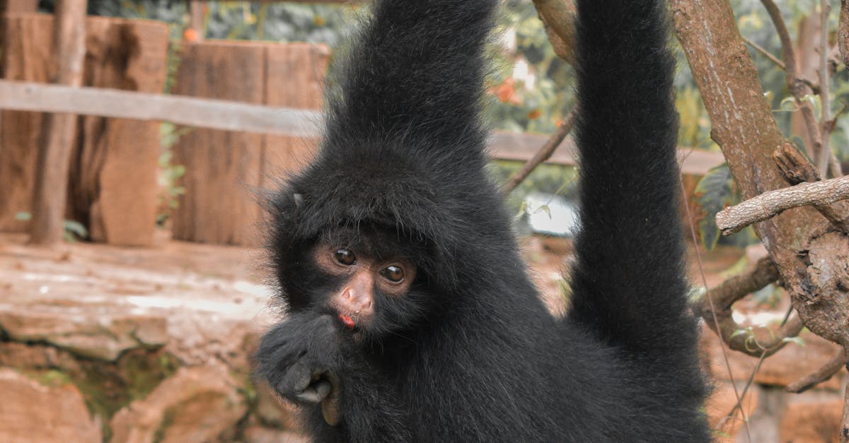 Where can I buy a spider monkey