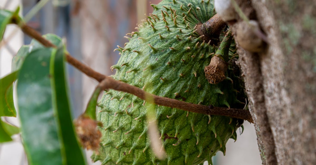 Where can I find soursop leaves