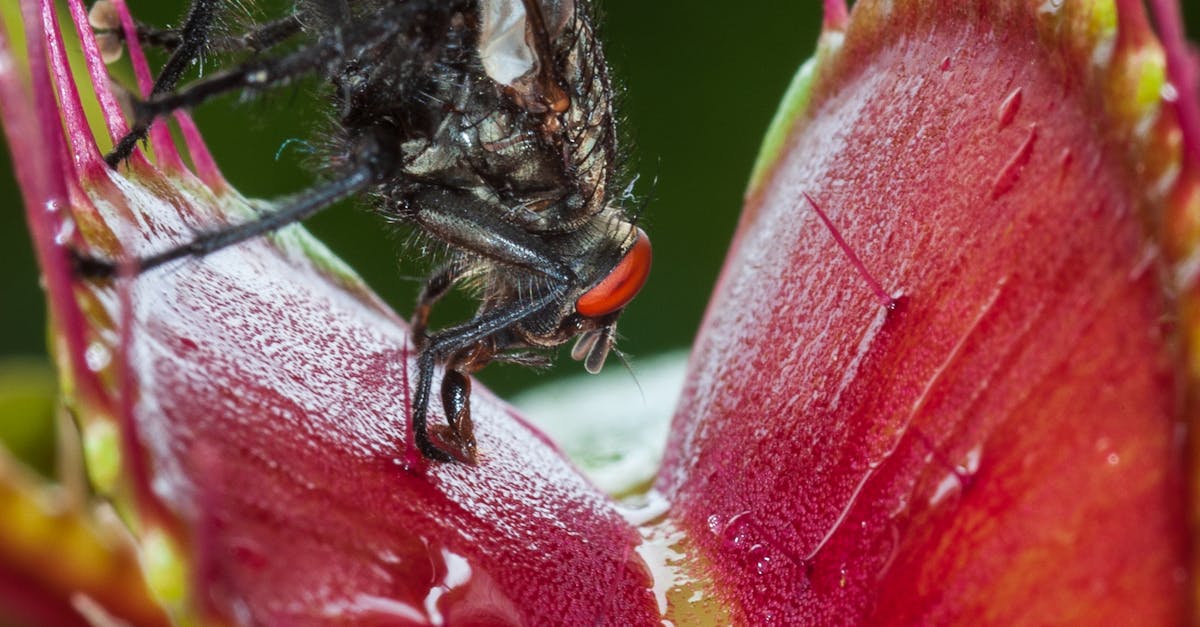 where to buy venus fly trap