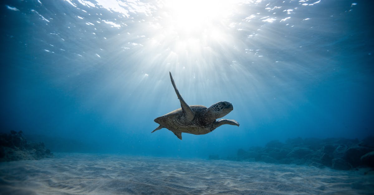 Where To Go For The Best Snorkeling In Hawaii