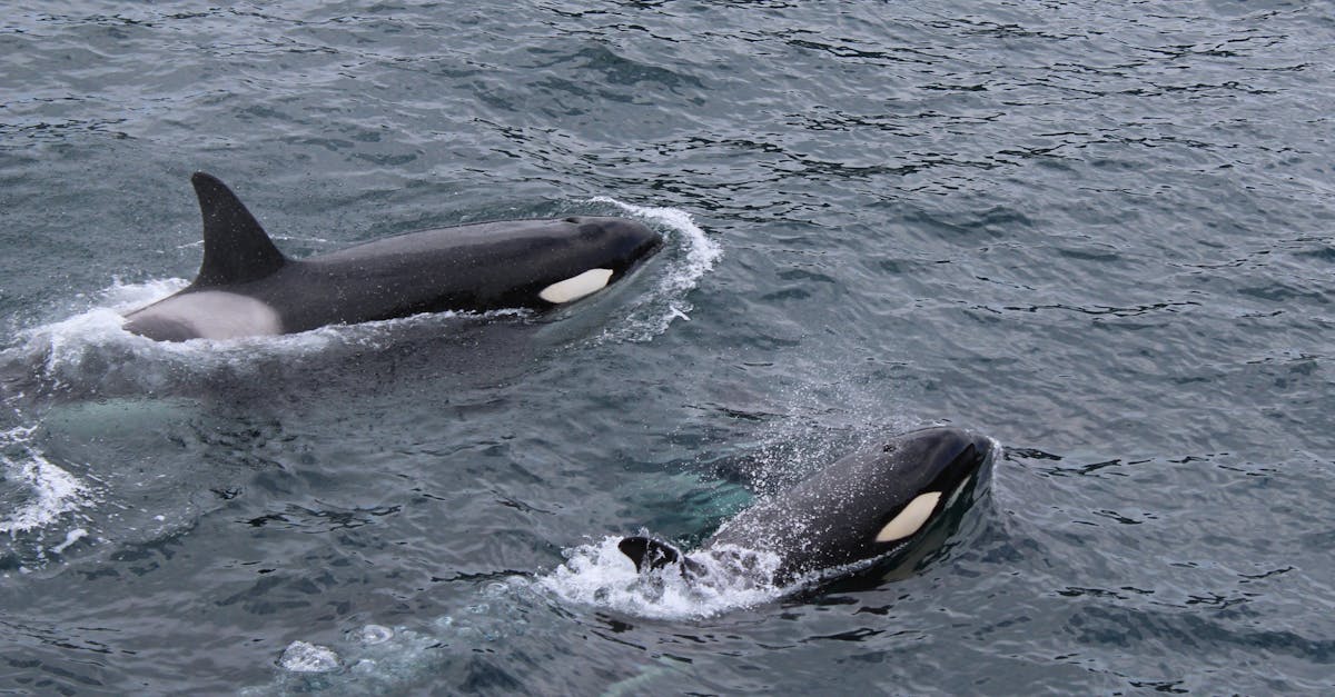 Where to go whale watching in Alaska