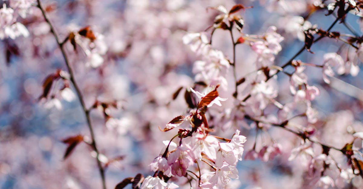 Where to see cherry blossoms in Japan