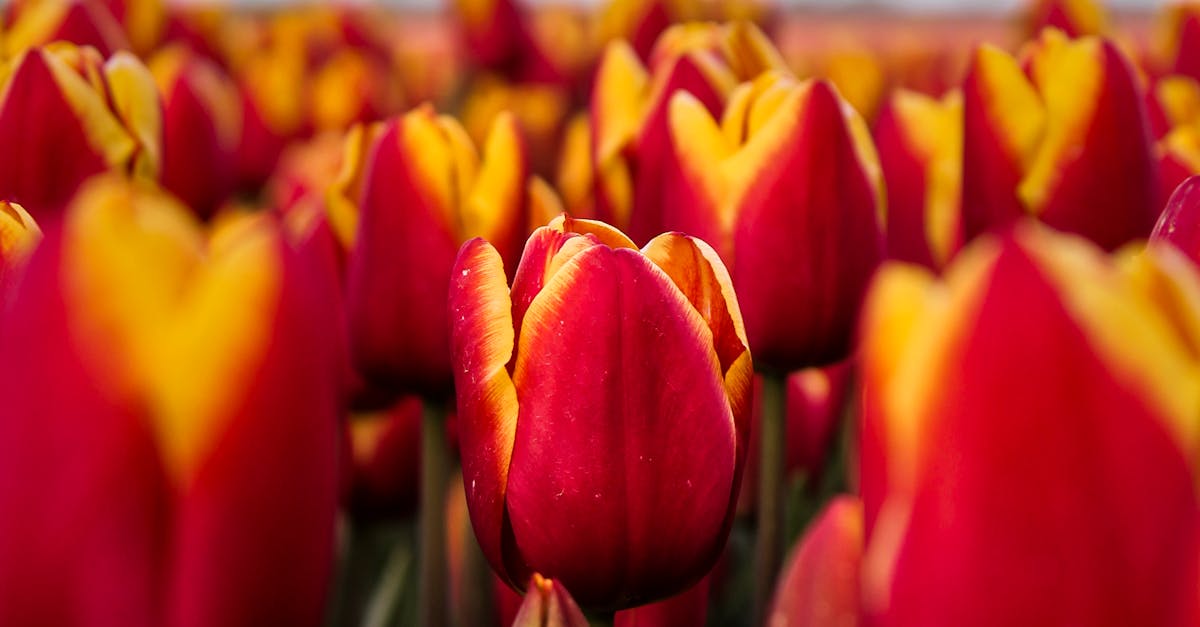 Where to see tulip fields in the Netherlands