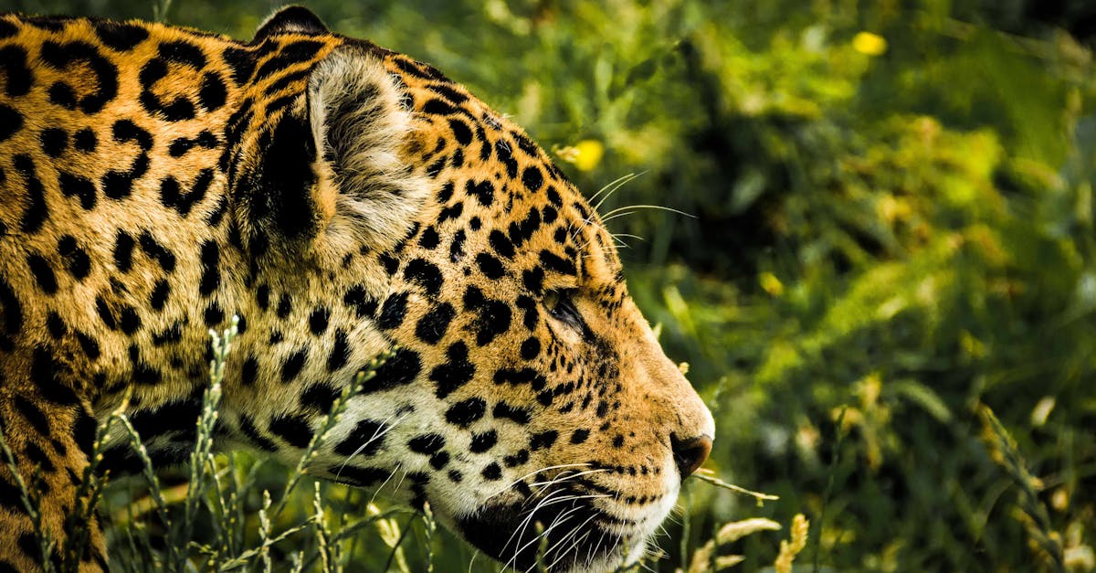 Where to spot wildlife in the Amazon Rainforest