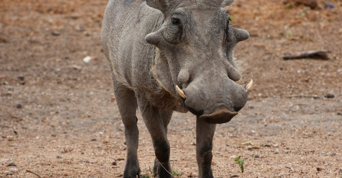 Where to take a safari in South Africa