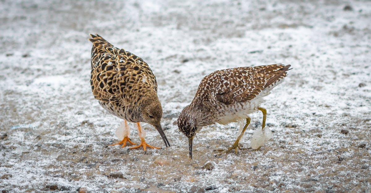 Why Do Birds Migrate During Winter?