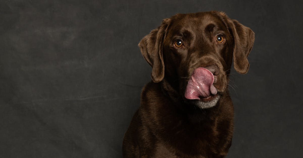 Why does my dog lick my ears