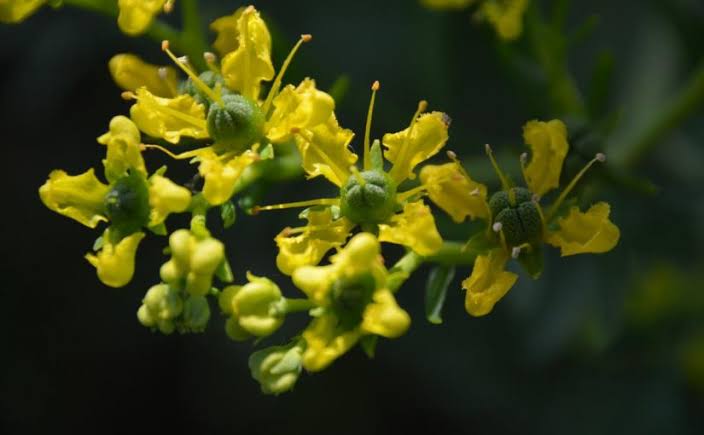 فوائد الشذاب في الطب النبوي